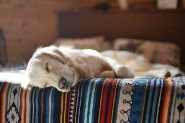 Slapende hond